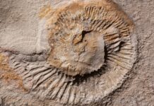 Jaka aplikacja do Deeper Pro Plus? Jaka aplikacja do Deeper Pro Plus?