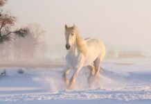 Co daje nam koń? Co daje nam koń?