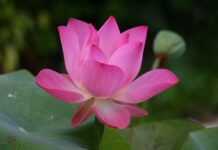 Jak się mówi po angielsku lina?